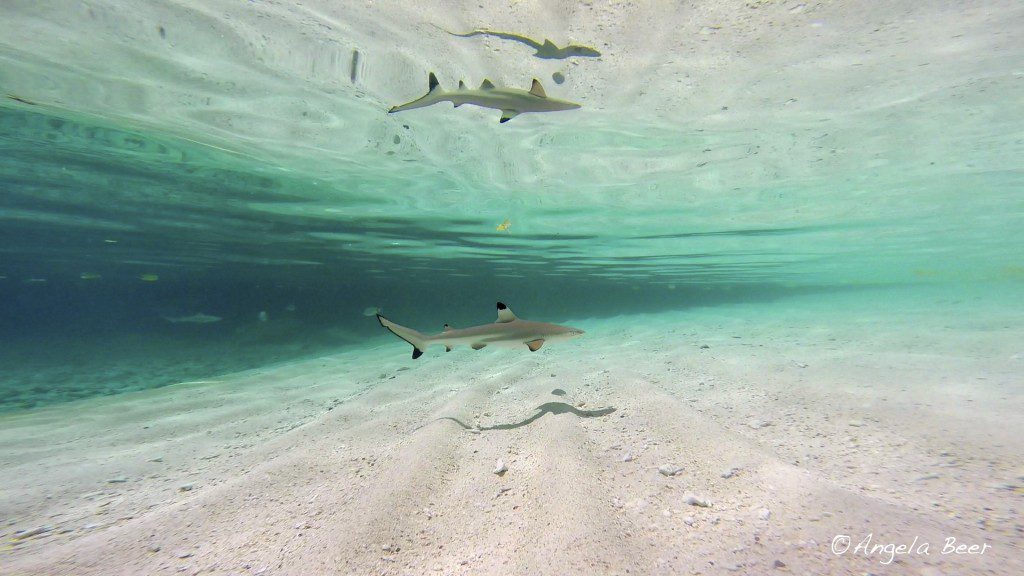 Light Rays, Reflection Blacktip Reef Shark