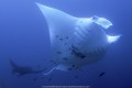 Indonesia, Manta Ridge, Raja Ampat, West Papua