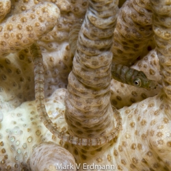 1 Soft Coral Pipefish Kaimana1