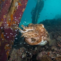 Broadclub Cuttlefish Regurgitating Suction Cups Arborek Jetty Arborek Island Raja Ampat 2 5 2013 BHS Gallery