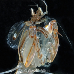 Mantis Shrimp Raja