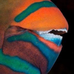 Parrotfish Mouth Pearl Jetty Aljui Bay R4