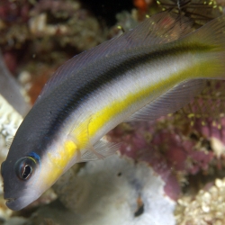 Pseudochromis Ammerisp3