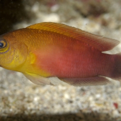 Pseudochromis Matahari