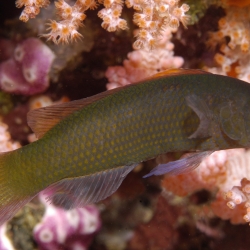 Pseudochromis Sp 3a