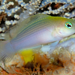 Pseudochromis Stellatus