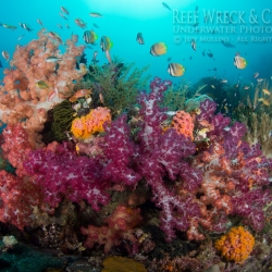 Reef Scene Black Rock Kawe Island R4