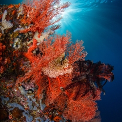 Reefscape 5776