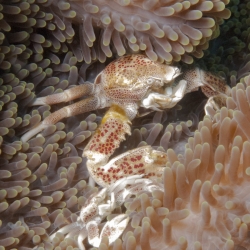 Spotted Porcelain Crabs1