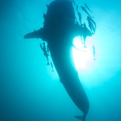 Whale Shark Silhouette