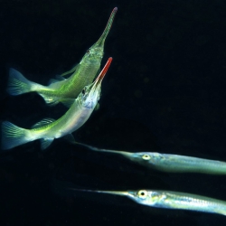 Surface Fish Zenarchopterus Sp. 1588