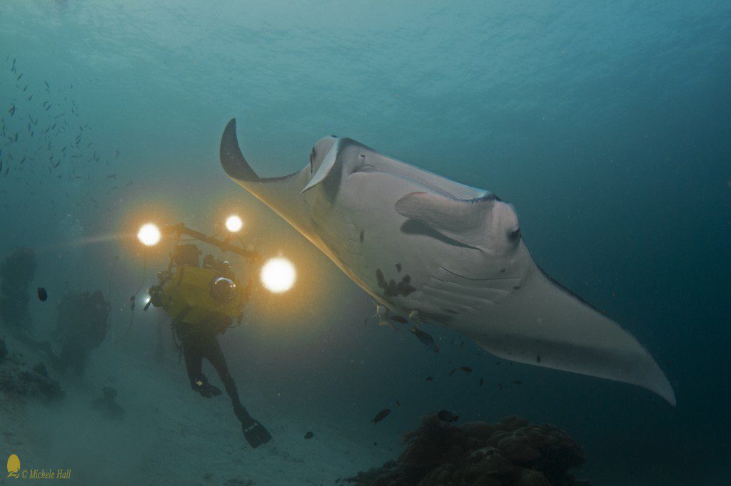 Manta Ray (Manta birostris), Howard Hall and IMAX camera for "MFF Journey to the South Pacific"