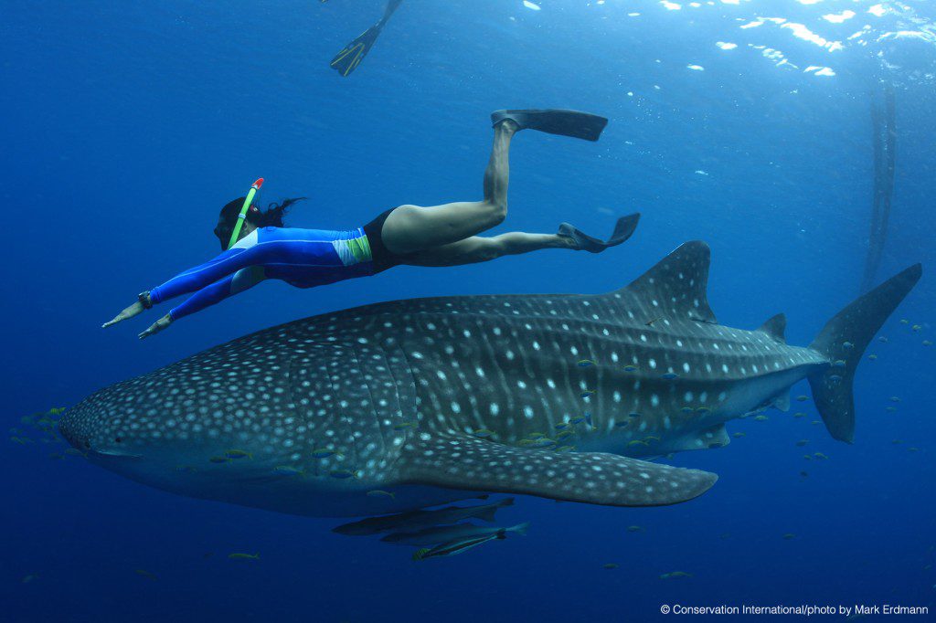 Unlocking the Secrets of Whale Shark Feeding Habits at Ningaloo Reef