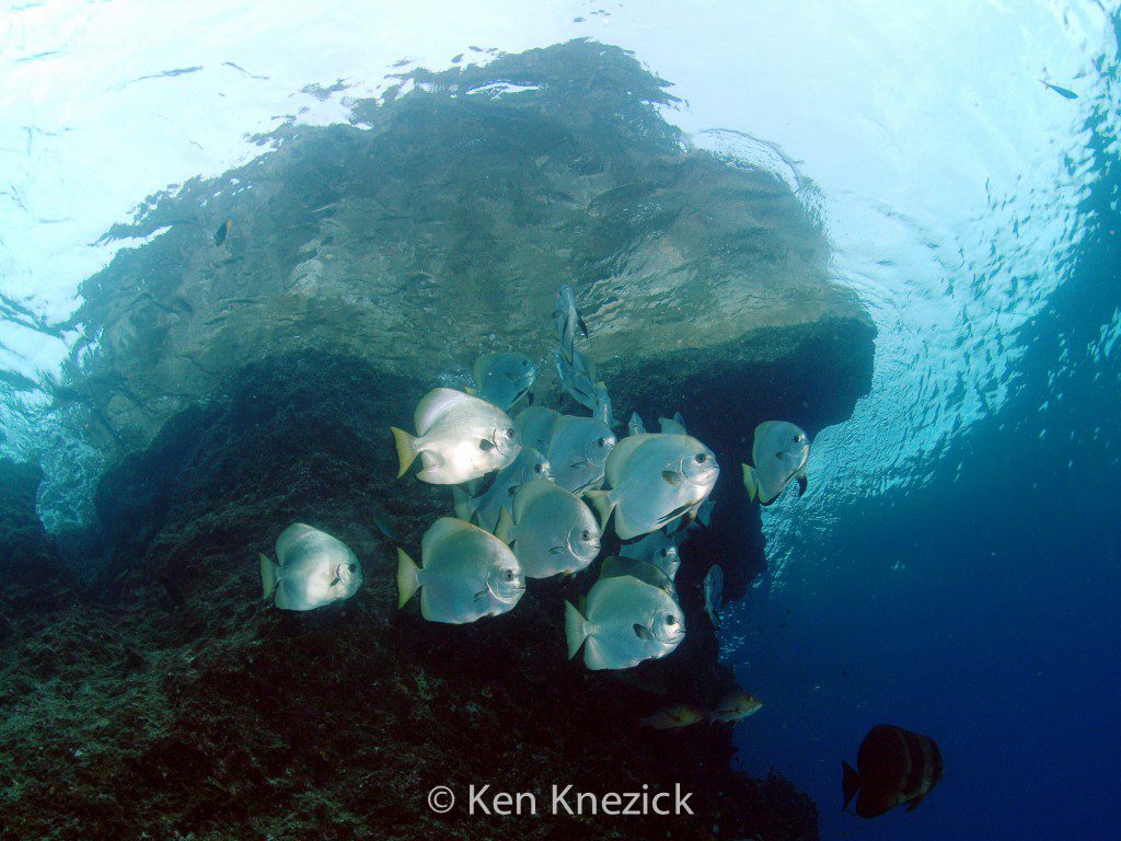 Spadefish below surface