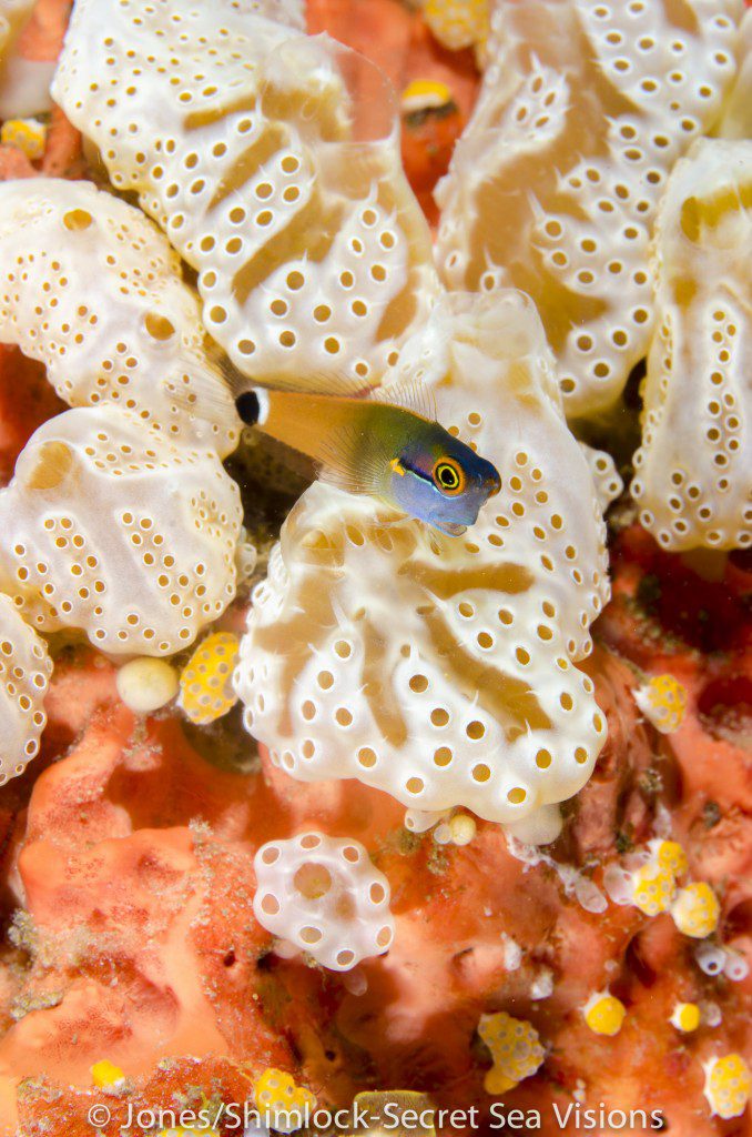 Tail-spot Comb-tooth Blenny on Tunicate colony