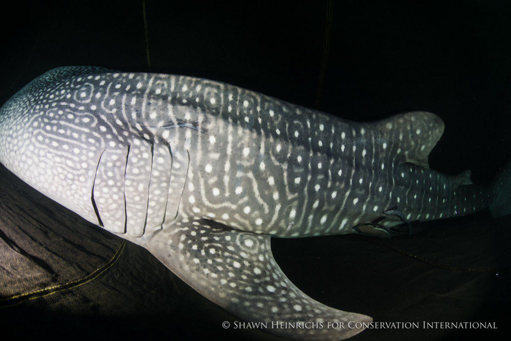 Be a good "citizen scientist", and remember to submit your left-side photo identification "mug shots" to the BHS whale shark photo ID database!!