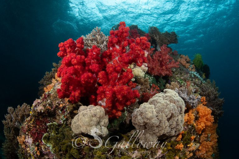 Bird's Head Seascape First Visit to Triton Bay Part 1; the BIG Picture