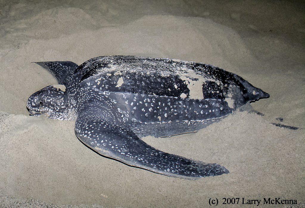 ANDREA'S LEATHERBACK copy