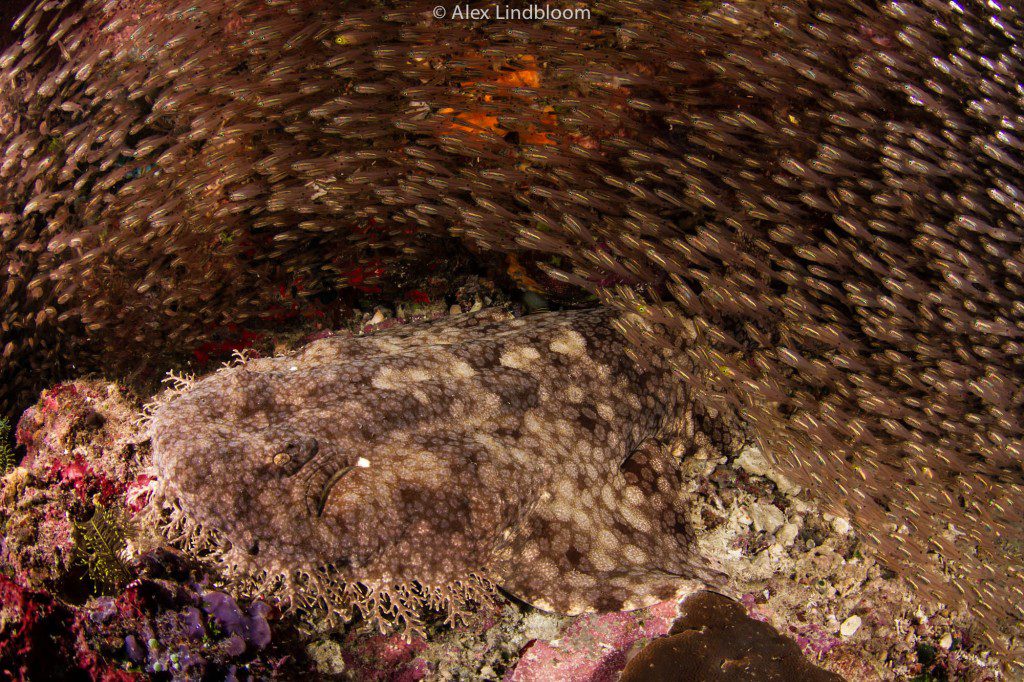 Alex Lindbloom_Wobbegong I