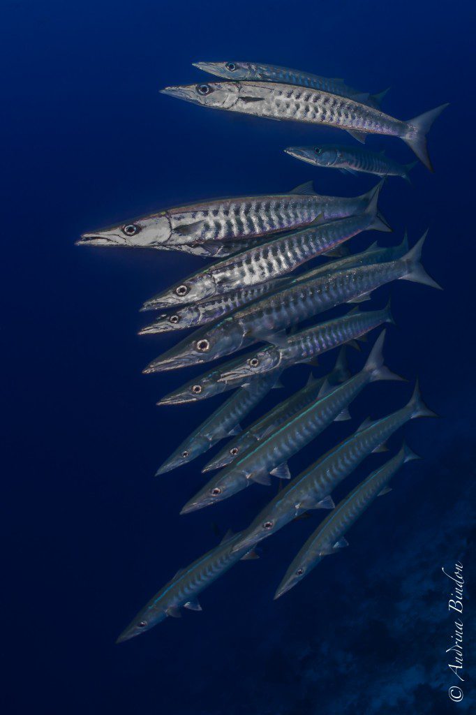 Schooling Blackfin Barracuda