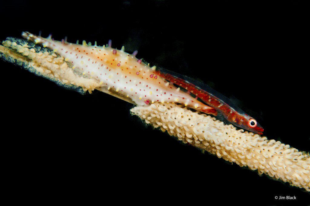 Spindle Cowrie and Coral Goby