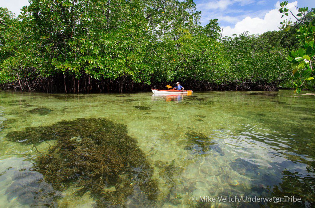 Kayaking in the Mangroves