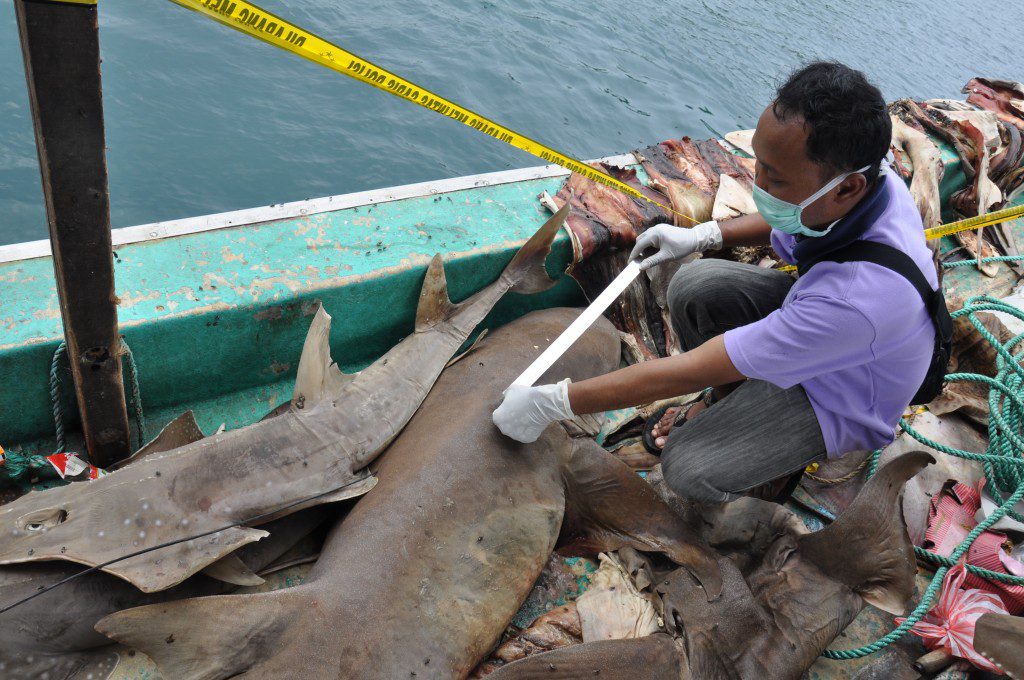 Sharks and fins on captured ship