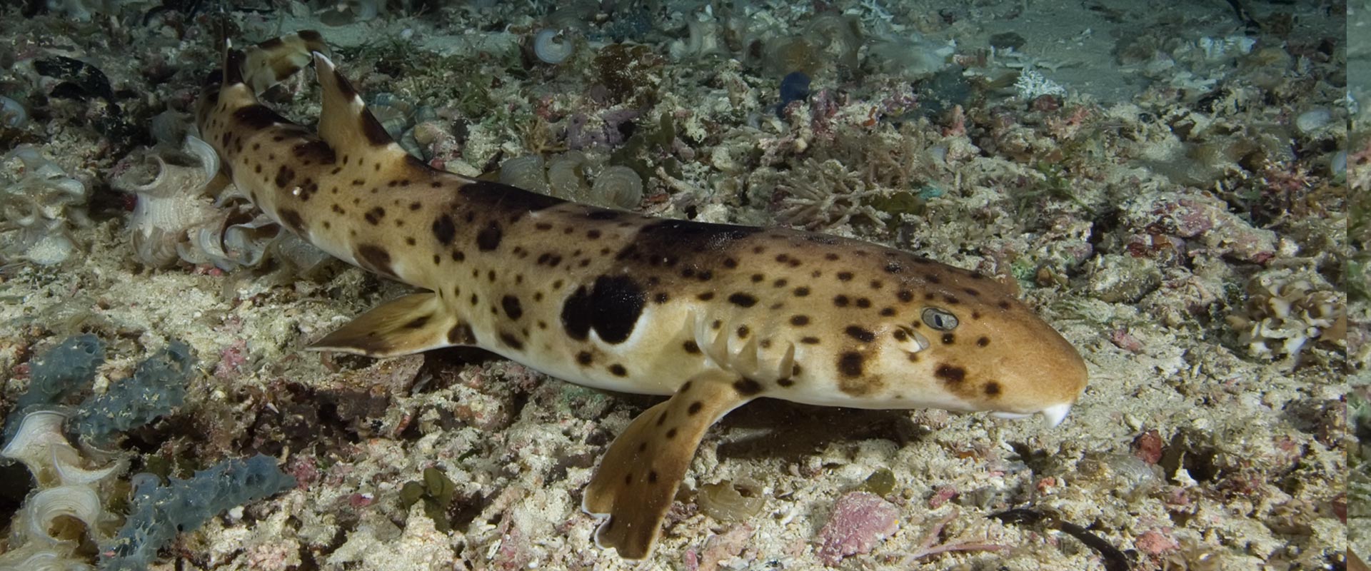 freycinets epaulette shark