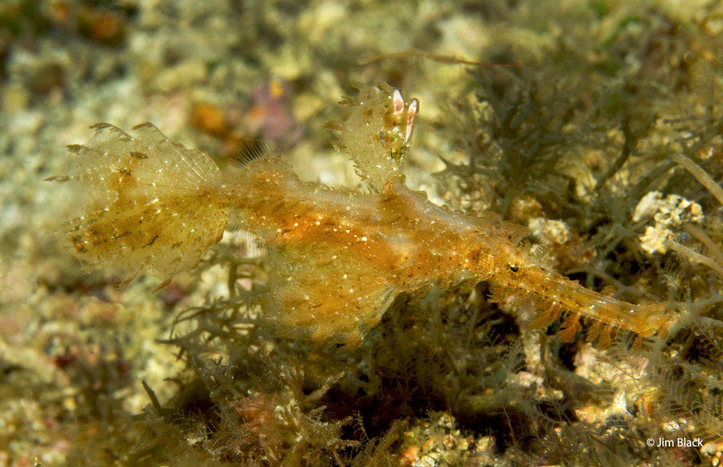 Hairy Ghost Pipefish