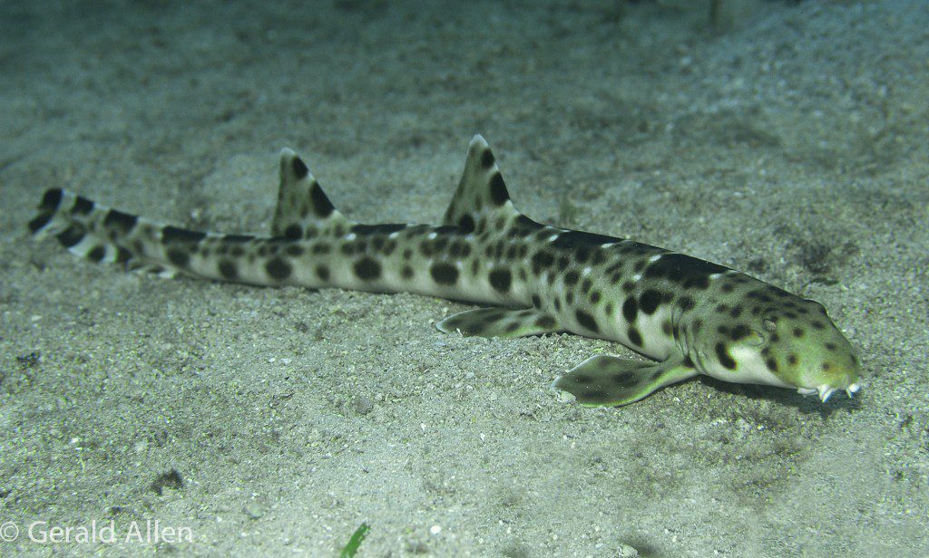 Cenderawasih Bay, Indonesia 2006