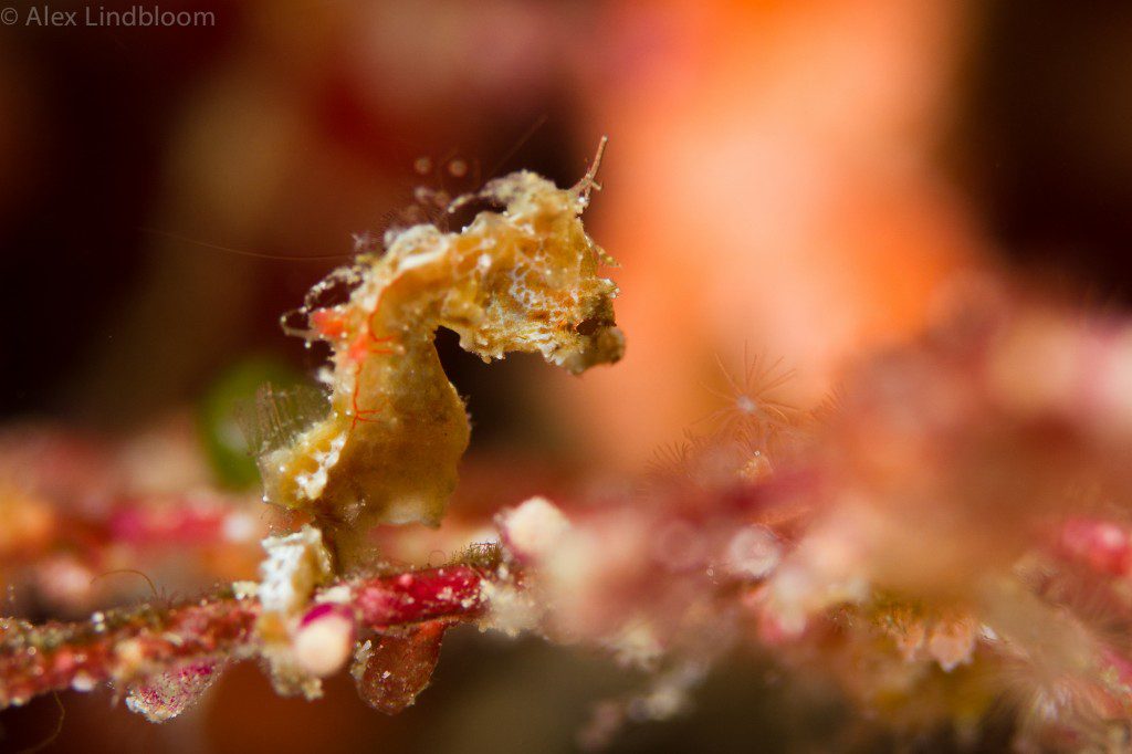 "Pontohi" Pygmy Seahorse