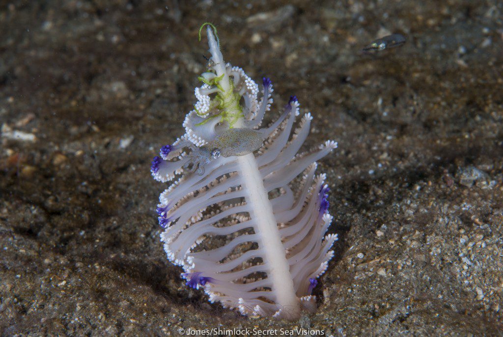 Pygmy Squid sheltering on Sea Pen @ "Algae Patch 1" (Raja Ampat)