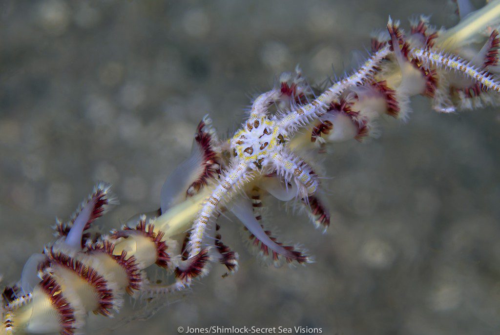 Brittle Seastar on Sea Pen @ "My Reef" (Raja Ampat)
