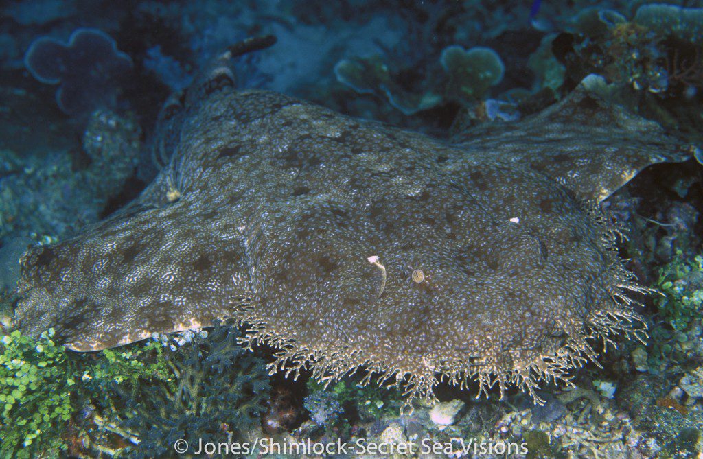 Tassled Wobbegong (Eucrossorhinus dasypogon)