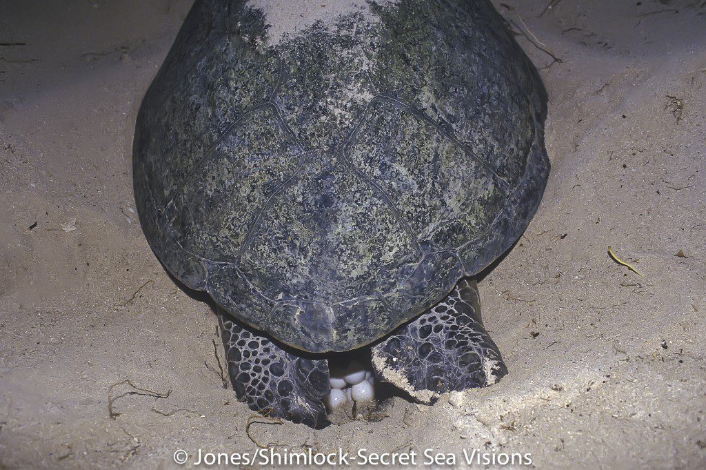 Green Turtle Laying Eggs 1