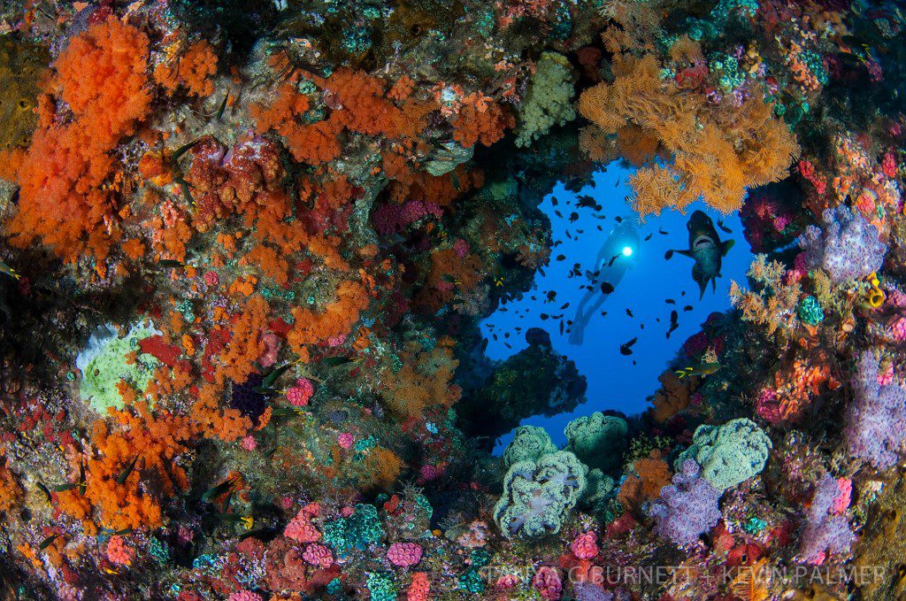 Daram, Misool, Raja Ampat, Indonesia, Indo-Pacific Ocean