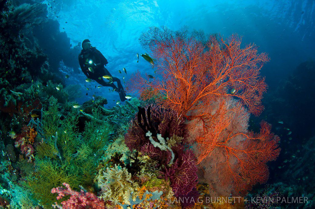 West Papua, Indonesia, Indo-Pacific Ocean