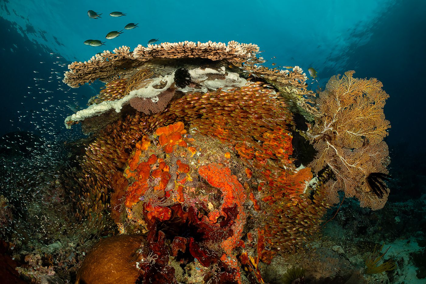 Bird's Head Seascape Raja Ampat Pioneers – Max Ammer - Bird's Head Seascape