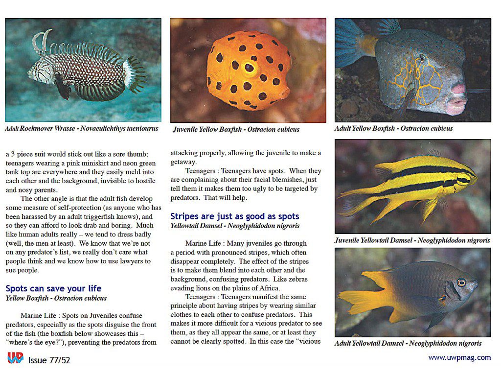 Juv Fish full_Page_2