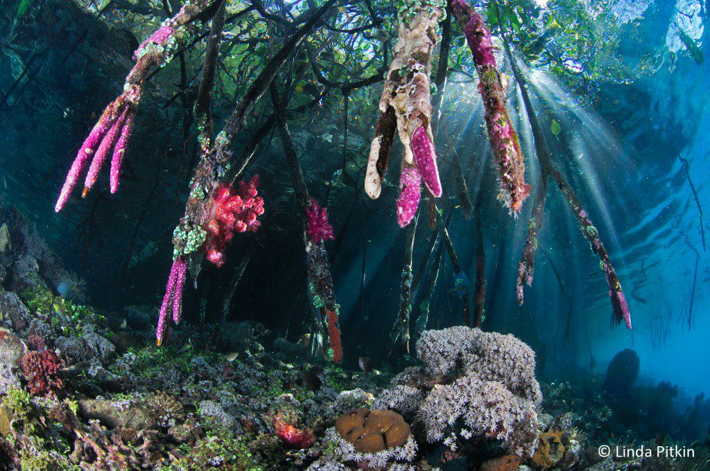 Mangroves (Rhizophora sp.) above coral reef. Mangrove roots encrusted with tunicates (including Didemnum sp.), and soft coral (Dendronephthya sp.). Indonesia: West Papua, Raja Ampat, Yanggefo Island, Mangrove Ridge