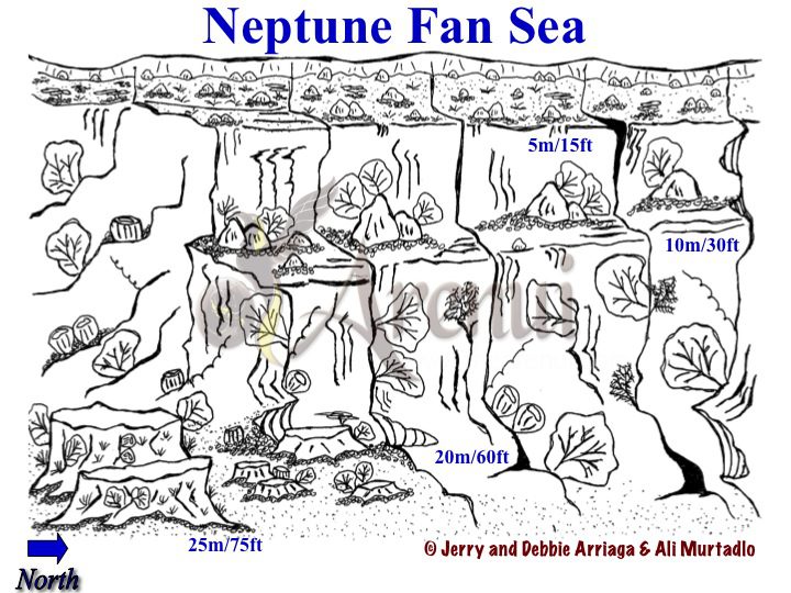 Neptune Fan Sea
