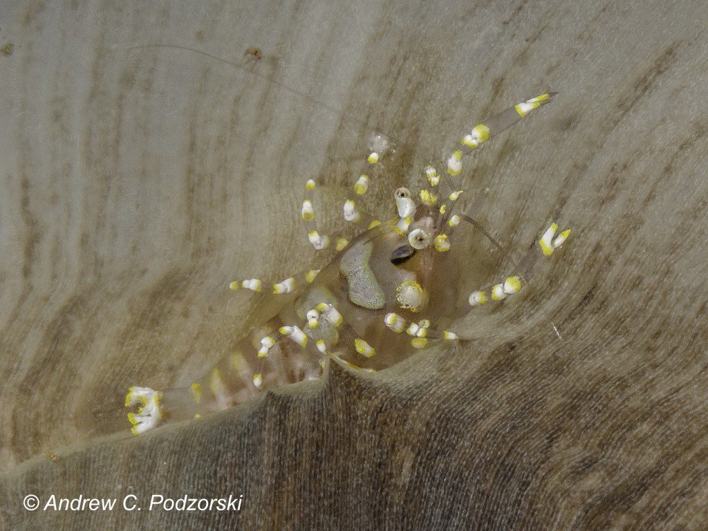 Hidden Corallimorph Shrimp Pliopontonia furtiva
