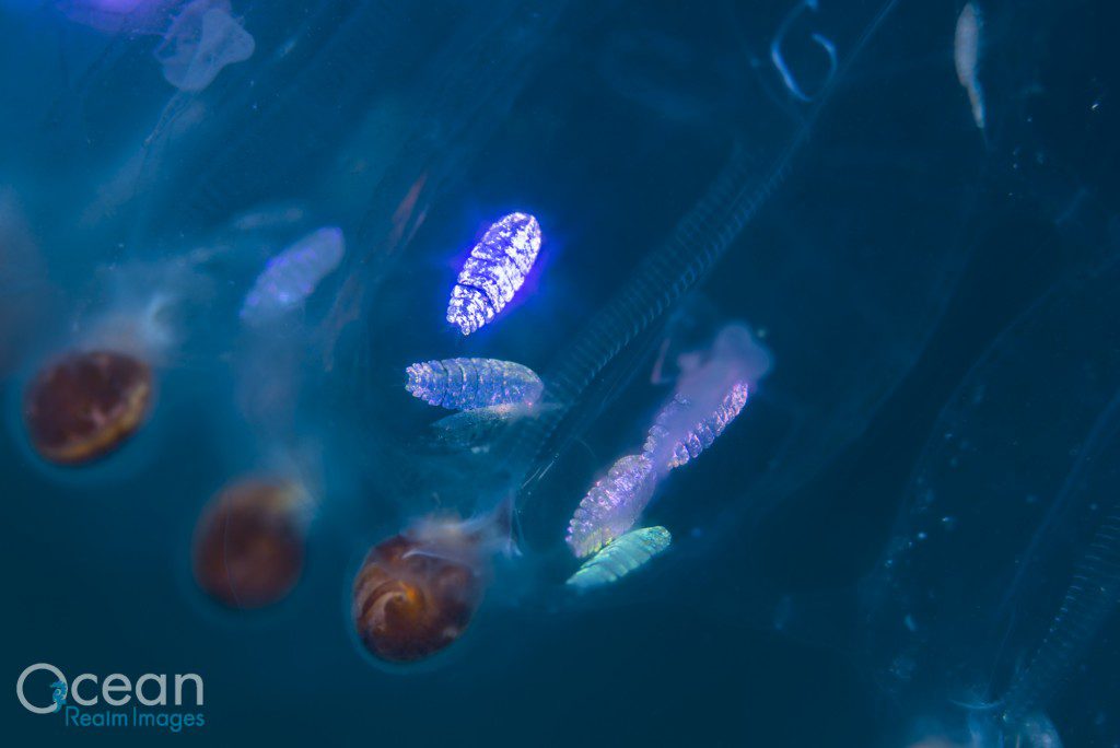 "Sea Sapphires" free swimming copepods, females live with pelagic Salps