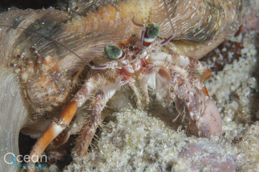 Porcelain Crab, which lives in association with the anemones (Calliactis) that live on Hermit Crab shells