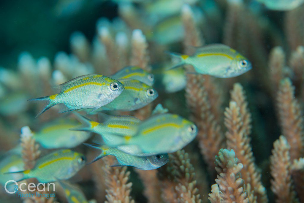 A young group of spiny chromis, still under the watchful eye of their parents.
