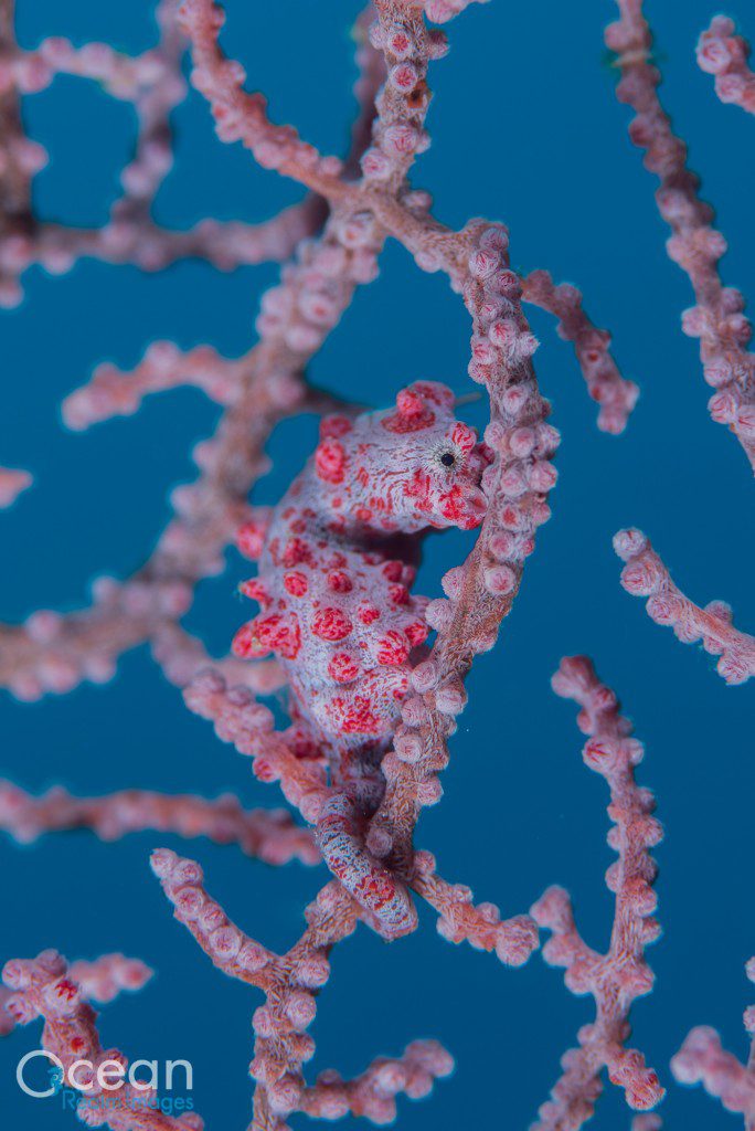 Bargibant’s pygmy seahorse (Hippocampus bargibanti) in its most common purple form.
