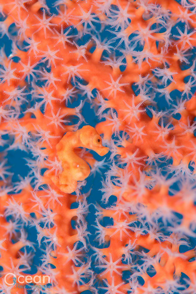 A relatively rare gorgonian association of Denise’s pygmy seahorse found in Raja Ampat.