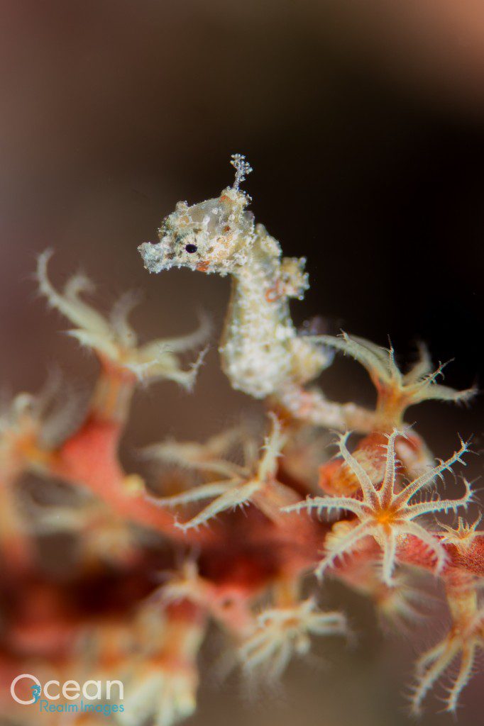 Satomi’s pygmy seahorse (Hippocampus satomiae) is the rarest species, and also the smallest.  Very little is known about this species that reaches a maximum of 1.4 cm in length. 