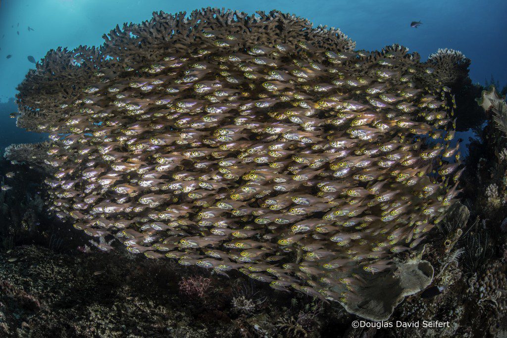 Yellow Sweepers seek shelter beneath a plate coral