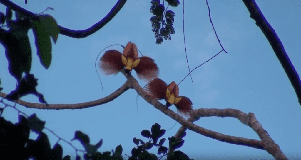 Displaying male Red Birds of Paradise (Video Capture) 